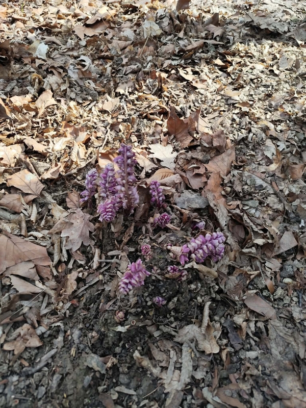 Egészséghét 2.rész